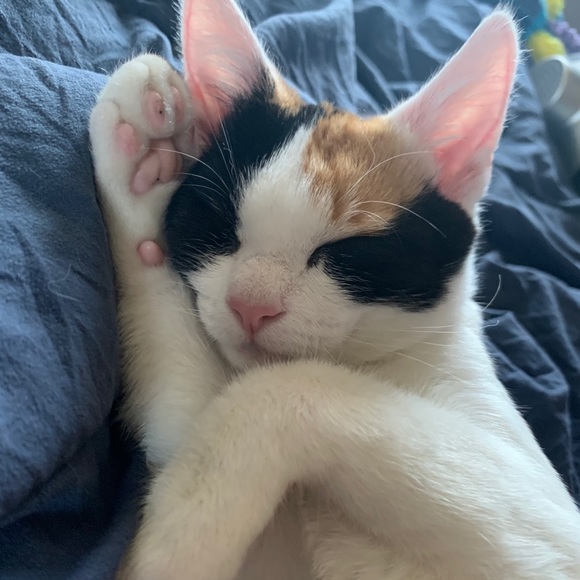 Meet your Posher, Megan - Picture 1 of 1